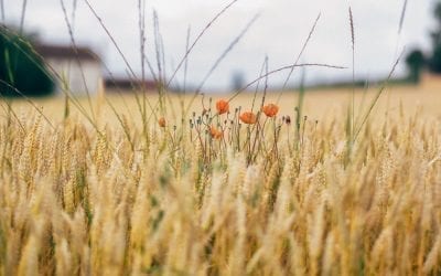 Lesson 10: Why Weeds Grow Easy